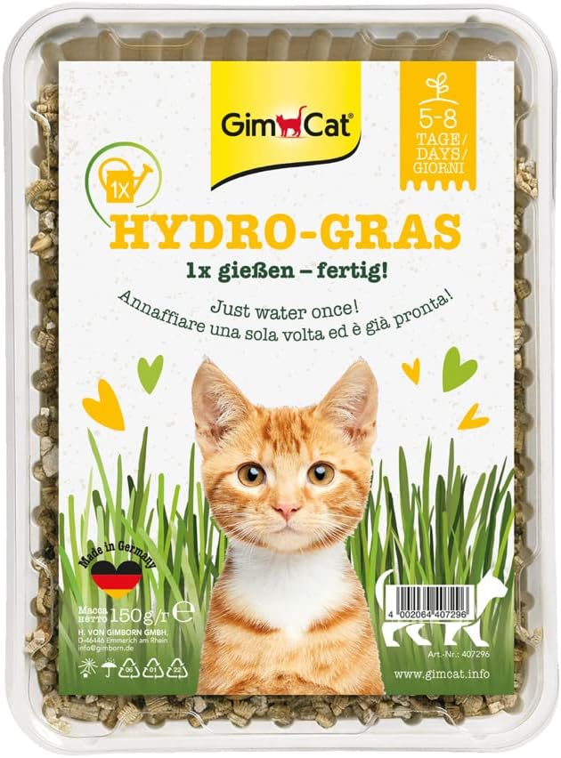 Herbe à chat Hydro-Gras